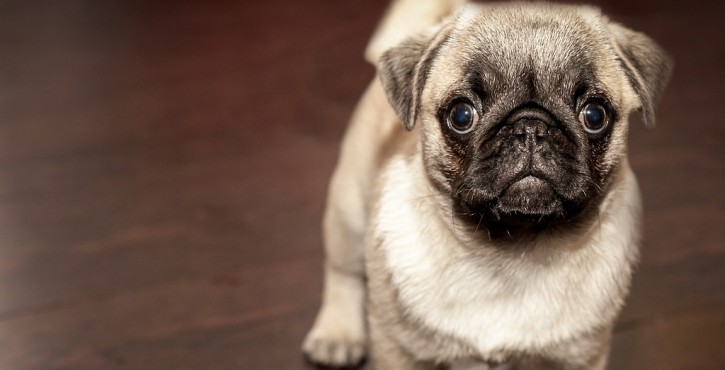 Ce qu'il faut savoir sur : la demande de restitution d'animaux vivants