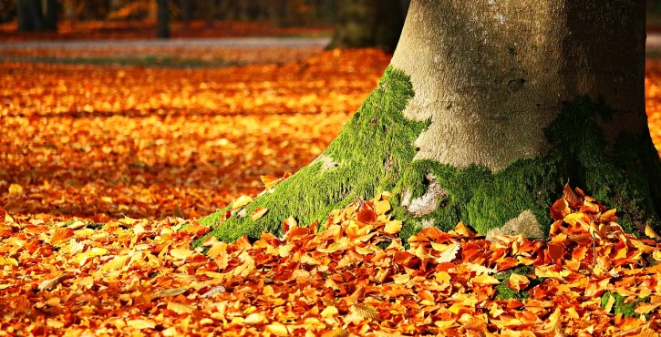 Un arbre s’abat sur des enfants, affaire classée