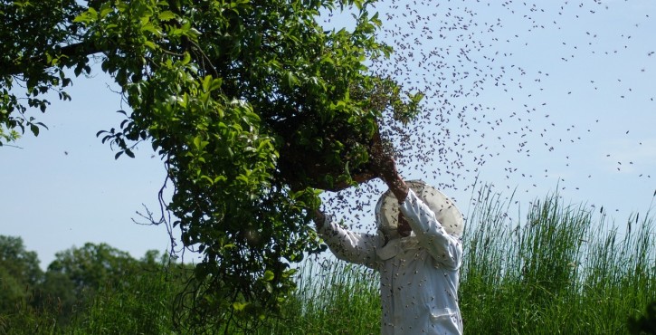 Jusqu'à quand est-on propriétaire d'un essaim d'abeilles?