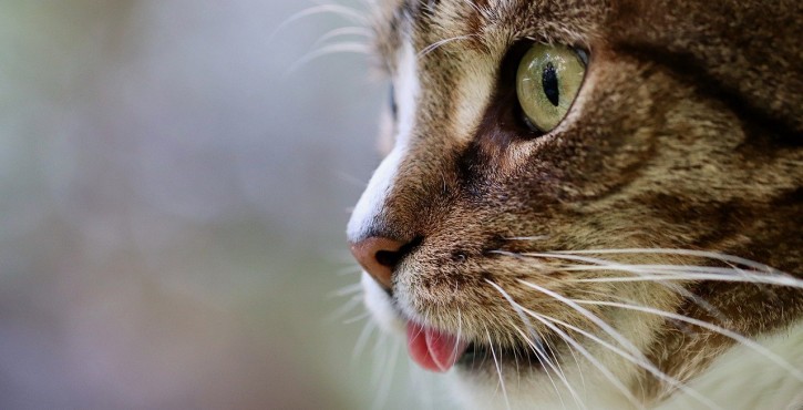 Vente d'animaux domestiques : rappel de l'adage lex specialis...