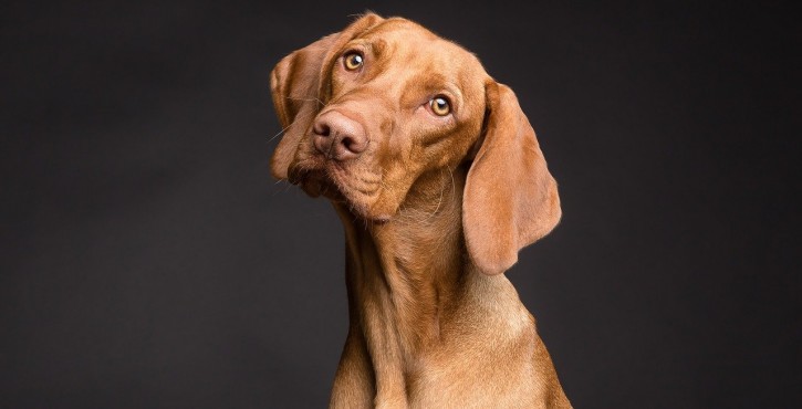 DIVORCE : COMMENT RÉGLER LA GARDE D’UN ANIMAL DE COMPAGNIE ?
