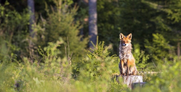 La seule autorisation de déplacer une hutte de chasse ne vaut pas autorisation de s’en servir pour chasser !