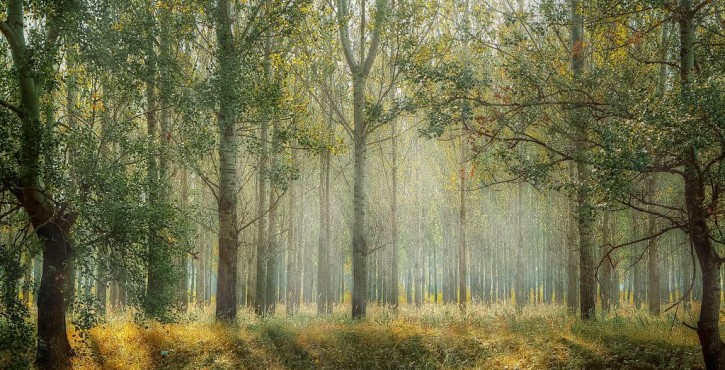 Le Droit agricole, forestier, alimentaire et pastoral congolais
