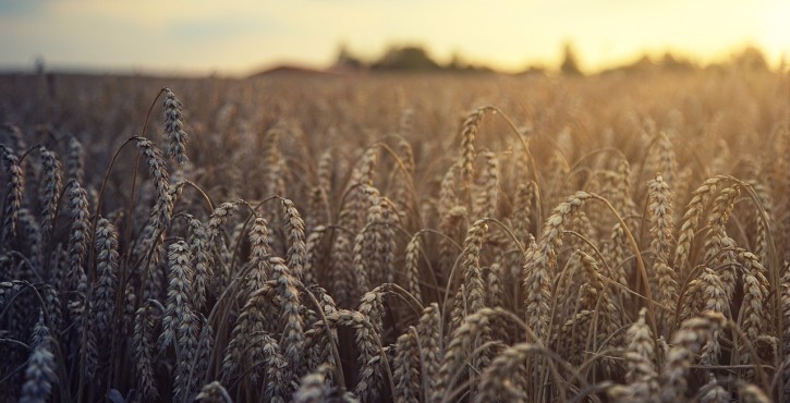 La constatation des infractions environnementales sur un terrain agricole