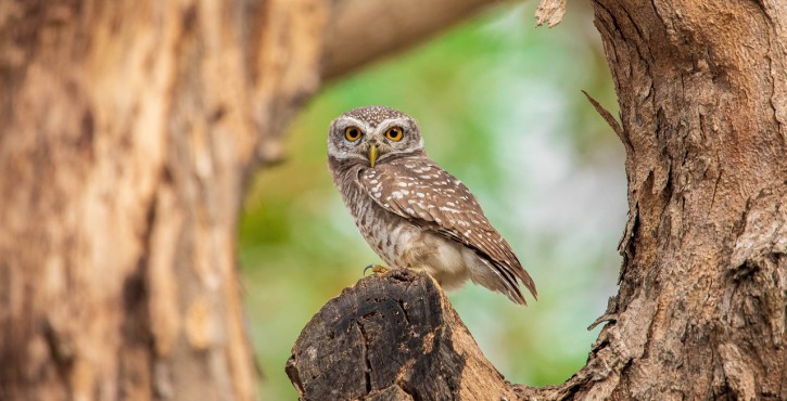 La protection juridique de la (chouette) Chevêche d'Athéna ou Athene noctua