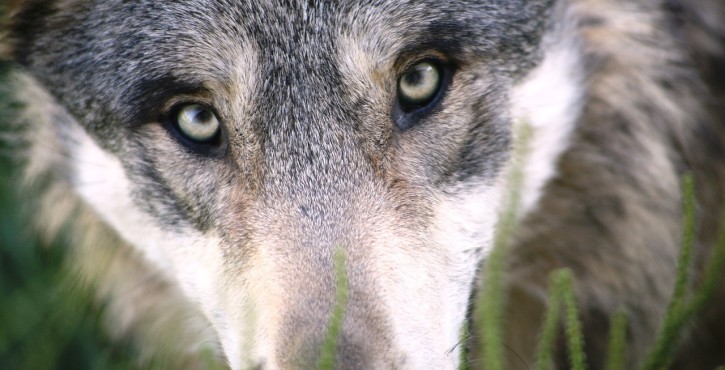 Le loup dans le pays diois : les différents aspects de la question