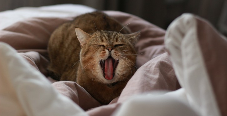 Le "Fold" des chats : entre oreilles rebondies et appréciation dépliée du Conseil d'État