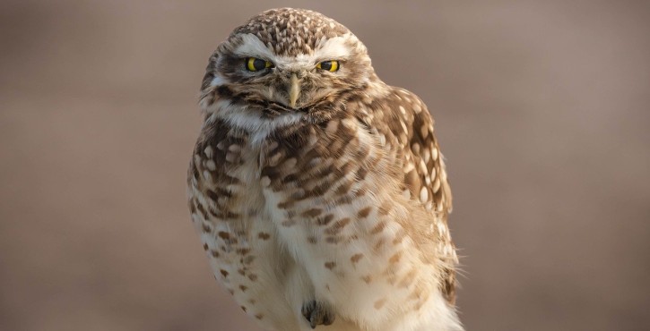 La protection de la chouette chevêchette par le parc naturel régional du Vercors