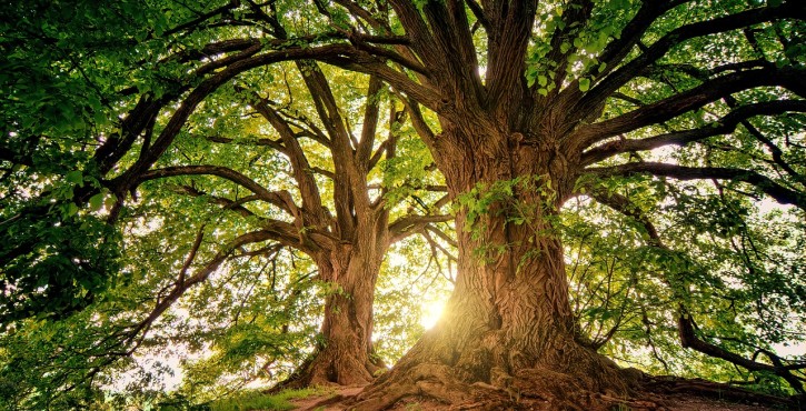 Droit de l'environnement : les différents types de réserves : RBI, RBD etc