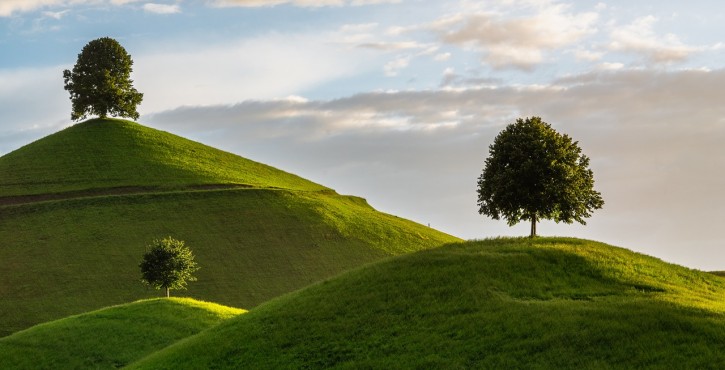 Plantations et domaine public : règles applicables et responsabilité