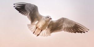 Un pigeon flashé par un radar