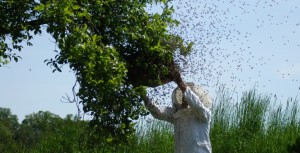 Jusqu'à quand est-on propriétaire d'un essaim d'abeilles?