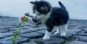 Le sort de l’animal de compagnie affecté d’un “défaut de conformité”