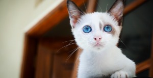  Euthanasie d'un animal errant : le maire ne peut l’ordonner d'office