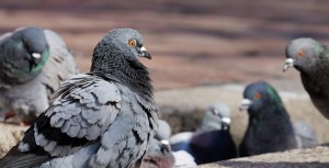 Autogestion, piège à pigeons ?