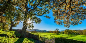 VOISINAGE : QUELLES SONT LES DISTANCES LÉGALES DE PLANTATION EN LIMITE DE PROPRIÉTÉ ?