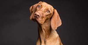 DIVORCE : COMMENT RÉGLER LA GARDE D’UN ANIMAL DE COMPAGNIE ?