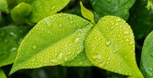 Evaluation environnementale : attention aux petits projets