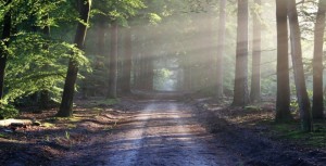 Qualité environnementale des produits : le consommateur doit être informé !