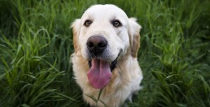 Qui garde l’animal de compagnie en cas de divorce ?