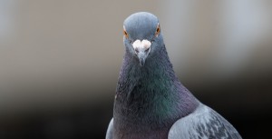 Publicité comparative : représenter ses concurrents sous les traits de pigeons est dénigrant