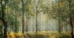 Le Droit agricole, forestier, alimentaire et pastoral congolais