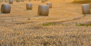 Contrôle des sociétés possédant ou exploitant du foncier agricole