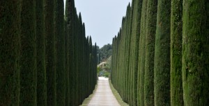 Les Arbres Meurent : La Servitude Cesse.