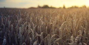 La constatation des infractions environnementales sur un terrain agricole