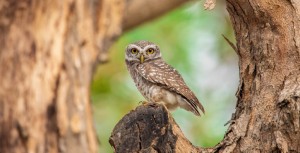 La protection juridique de la (chouette) Chevêche d'Athéna ou Athene noctua