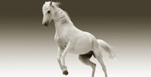 Annulation de la vente d'un cheval : doit-on le restituer s'il a été revendu ?