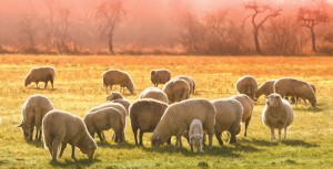 Quelques aspects juridiques du pastoralisme en pays diois : PPTD et autres