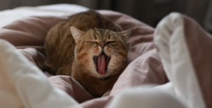 Le "Fold" des chats : entre oreilles rebondies et appréciation dépliée du Conseil d'État