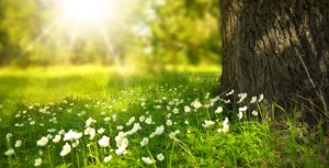 La réserve biologique intégrale du parc naturel régional du Vercors