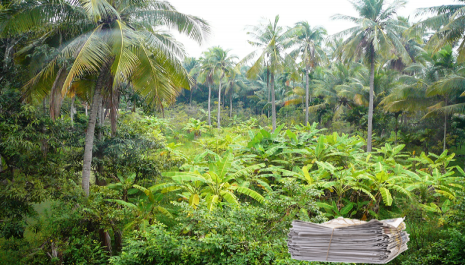 Jungle des journaux habilités