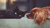 L'avocat, la protection des animaux, et le droit animalier