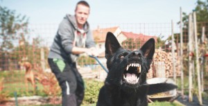 VICTIME DU FAIT D'UN ANIMAL  : CE QUE DIT LA LOI ?